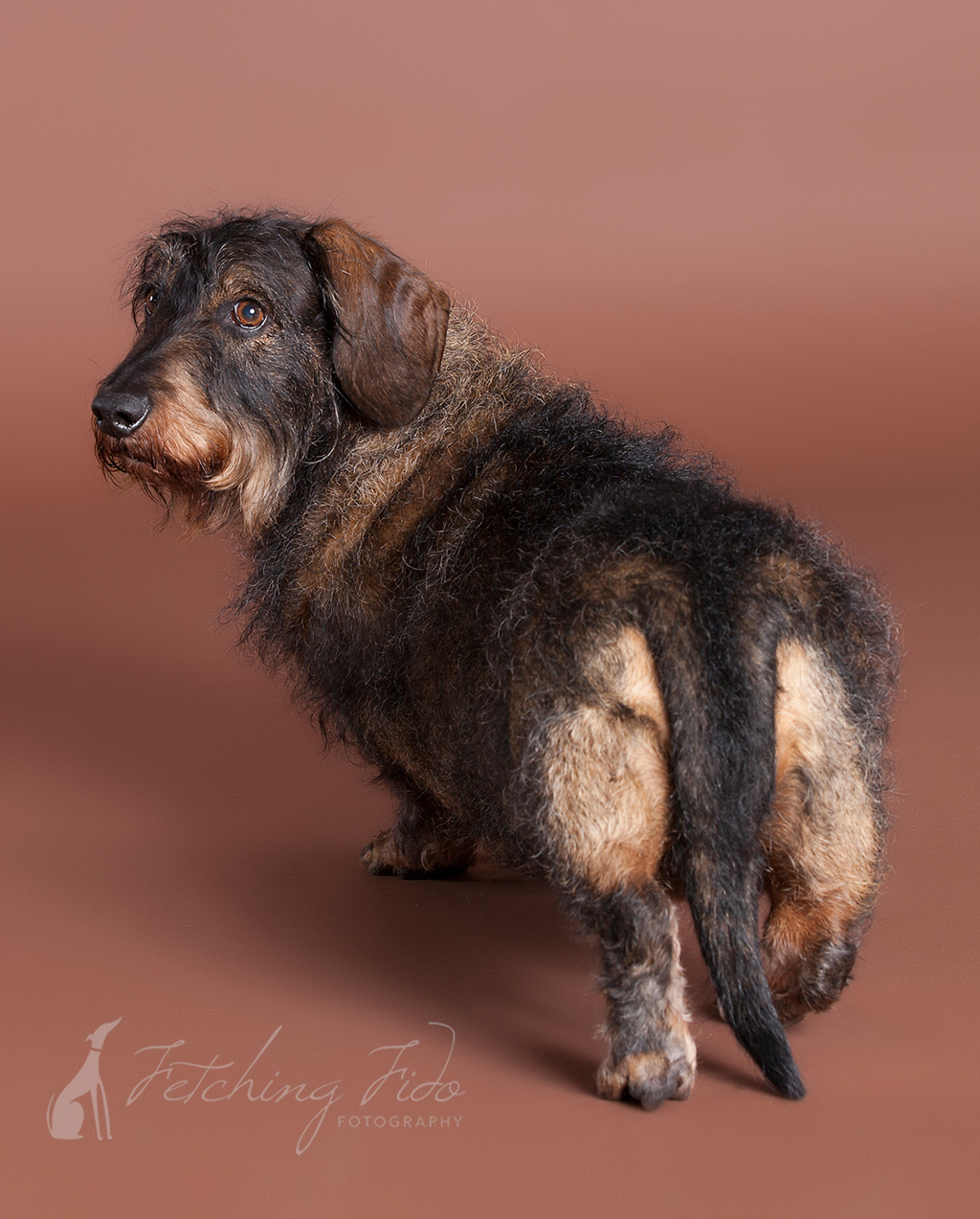 wire haired dachshund poodle mix