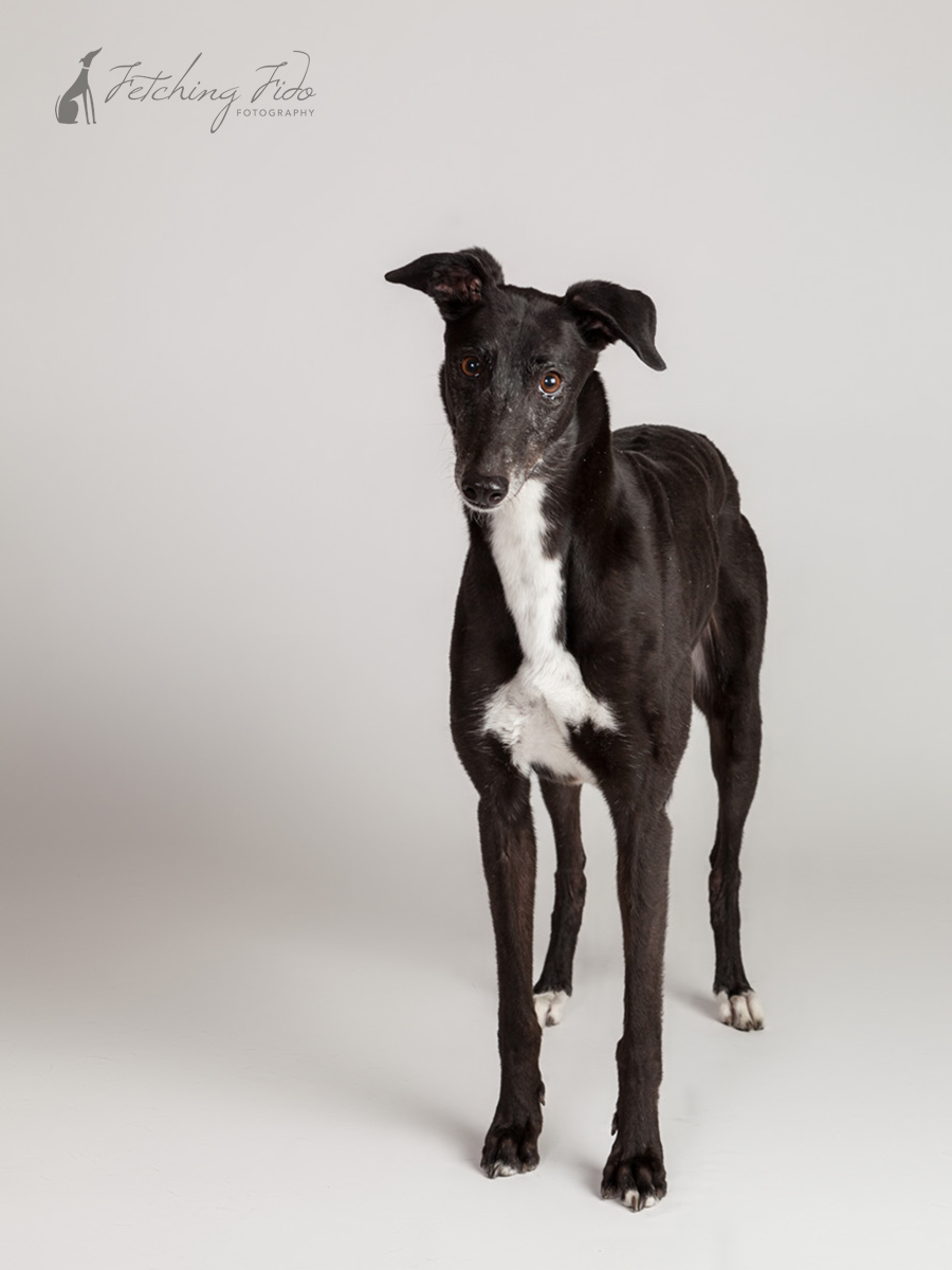 Black And White Greyhound Standing Straight On Austin Pet Photography