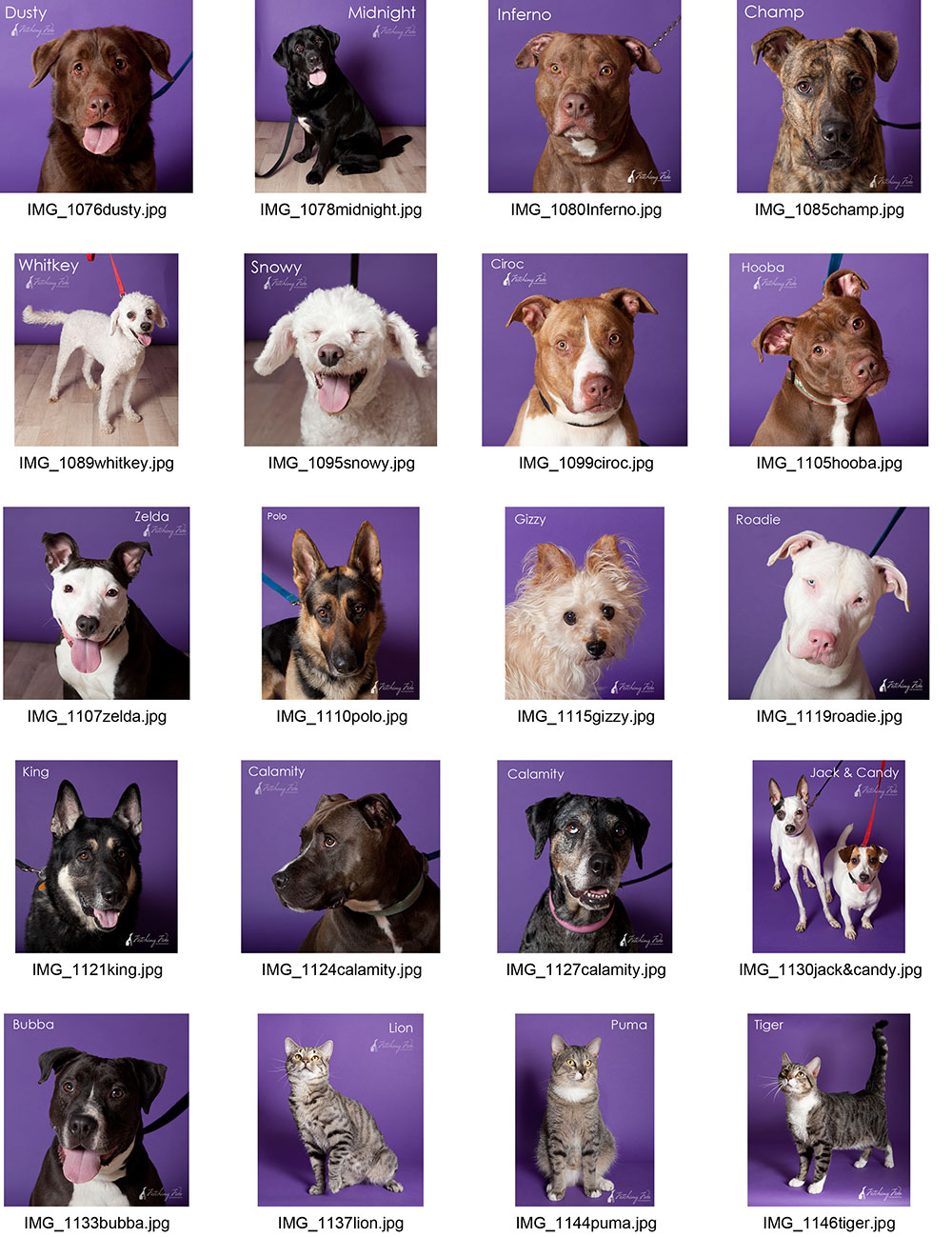 griffin pond animal shelter adoptable dogs