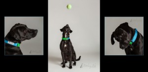 mixed breed catching a tennis ball in studio