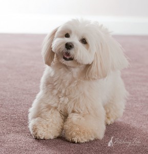 coton de tulear in a photo session at her home