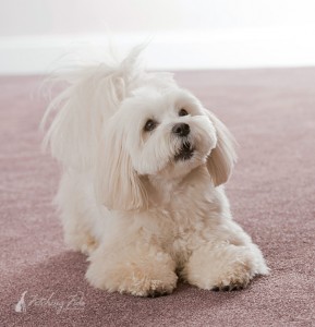 coton de tulear in a photo session at her home