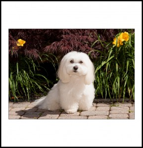 coton de tulear in front of lilies and japanese maple