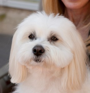 coton de tulear in a photo session on her mom's lap