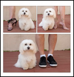 coton de tulear sitting by her parents' feet
