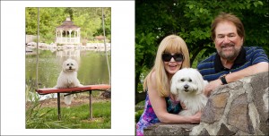 coton de tulear in a photo session at the Manor House at Prophecy Creek