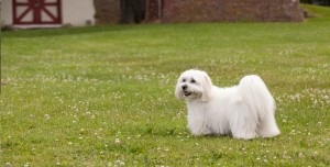 coton de tulear in a photo session at the Manor House at Prophecy Creek