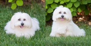 coton de tulear posing in front of greenery