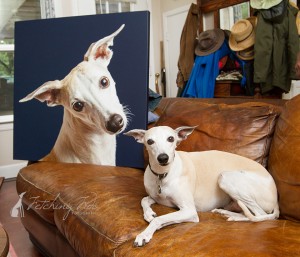 Rhett the whippet with this portrait