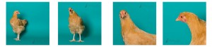 buff orpington chicken on teal background