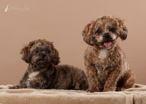 two shih poo brothers in the studio