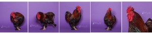 patridge coachin rooster on purple background
