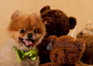 Smiling Pomeranian with Teddy Bears