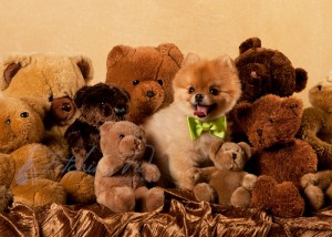 Smiling Pomeranian in a Pile of Teddy Bears