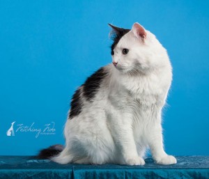 black and white domestic medium haired cat sitting and looking right on turquoise background