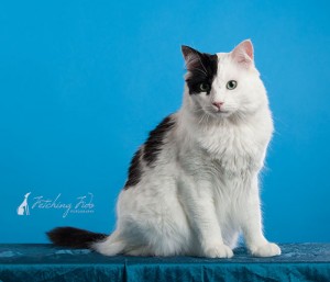 black and white domestic medium haired cat sitting on turquoise background