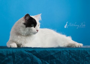 black and white domestic medium haired cat lying and looking left on turquoise background