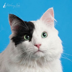 closeup of black and white medium haired cat on turquoise background