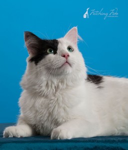 black and white medium haired cat lying and looking up on turquoise background