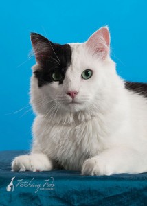 upper body of black and white medium haired cat on turquoise background