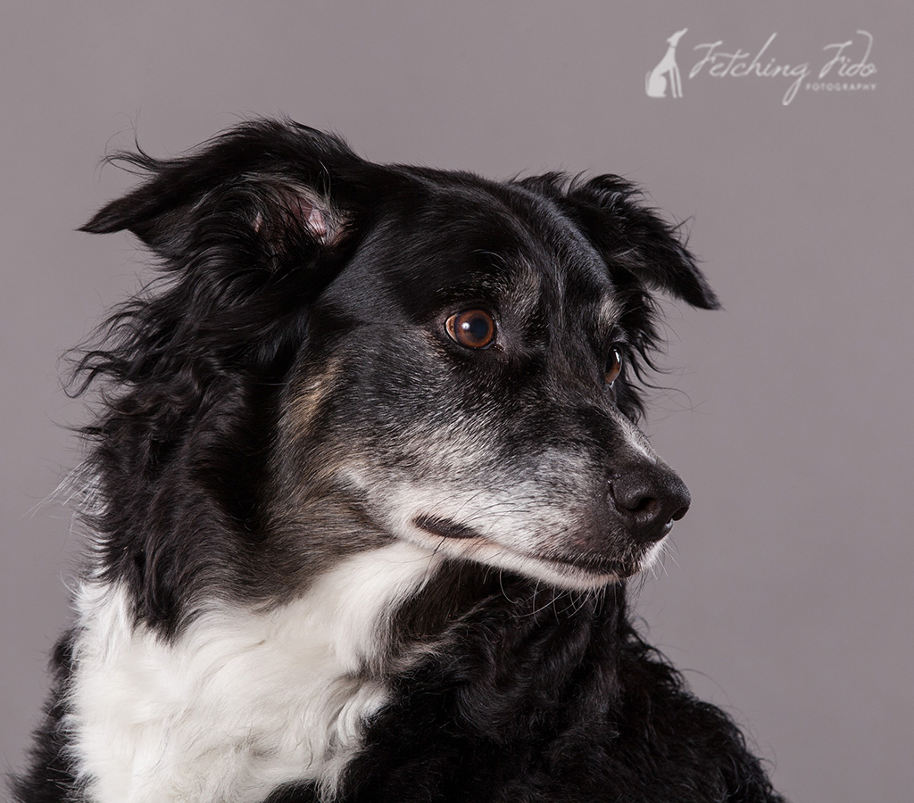 border collie profile on gray background