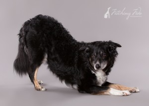 border collie bowing on gray background
