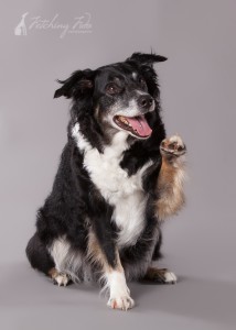 border collie waving on gray background