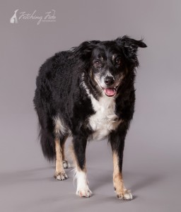 border collie standing on gray background