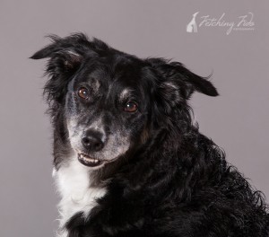 border collie smiling on gray background