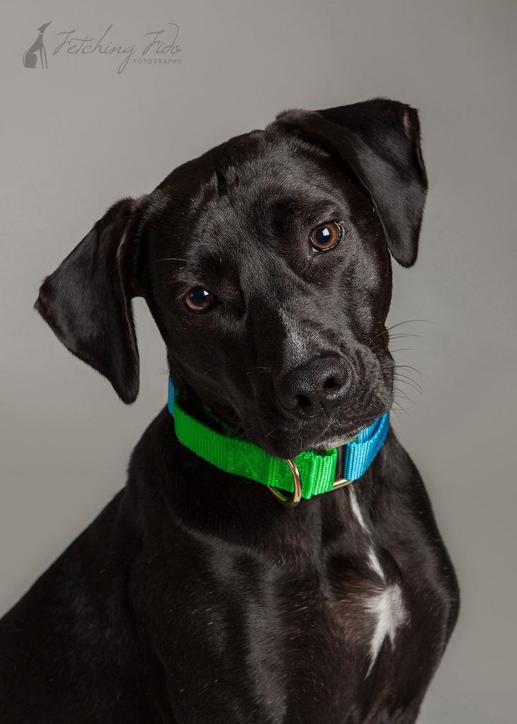 headshot of black mixed breed dog on gray background