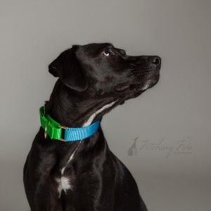 black mixed breed dog looking up on gray background