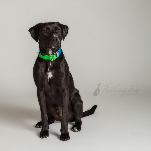 black mixed breed dog on gray background