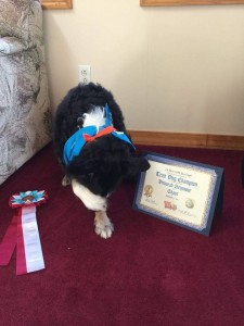 border collie with award