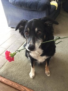 border collie holding a rose