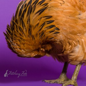 americana chicken in photography studio on purple on purple background
