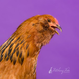 americana chicken in photography studio on purple on purple background