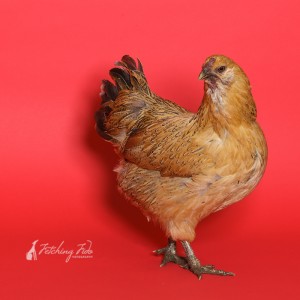 chicken-ameraucana-red-background-07blog