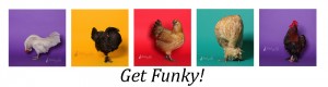 photographs of chickens in studio on bright colors
