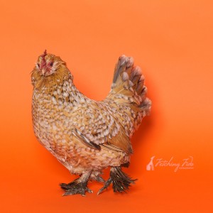 belgian d'uccle chicken in studio on orange background