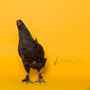black australorp chicken in studio on yellow background
