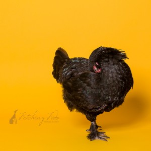black australorp chicken in studio on yellow background