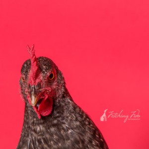 chicken Coucou de Rennes photography session on red background