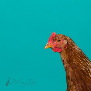 golden sexlink chicken photograph on aqua background