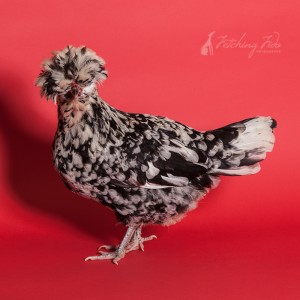 mottled houdan chicken on red background