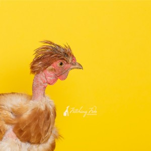 naked neck or turken chicken on yellow background