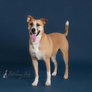 black mouth cur mix standing on navy blue background
