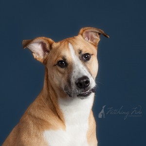 headshot of black mouth cur mix on navy blue background