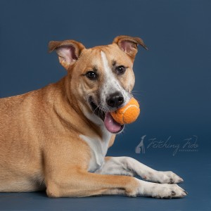 black mouth cur mix on navy blue background with tennis ball