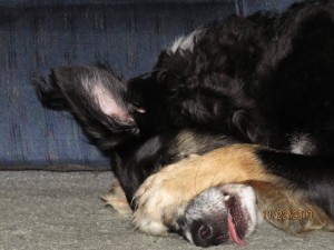 border collie covering his eyes
