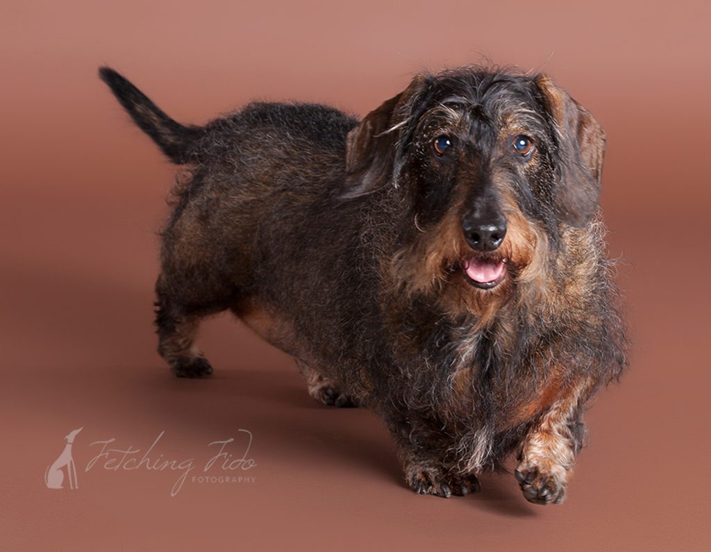 black and tan wire haired dachshund walking on brown seamless paper rearview